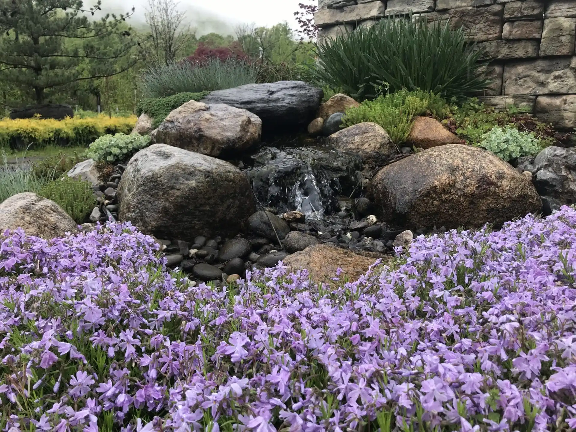 aquatic plant background