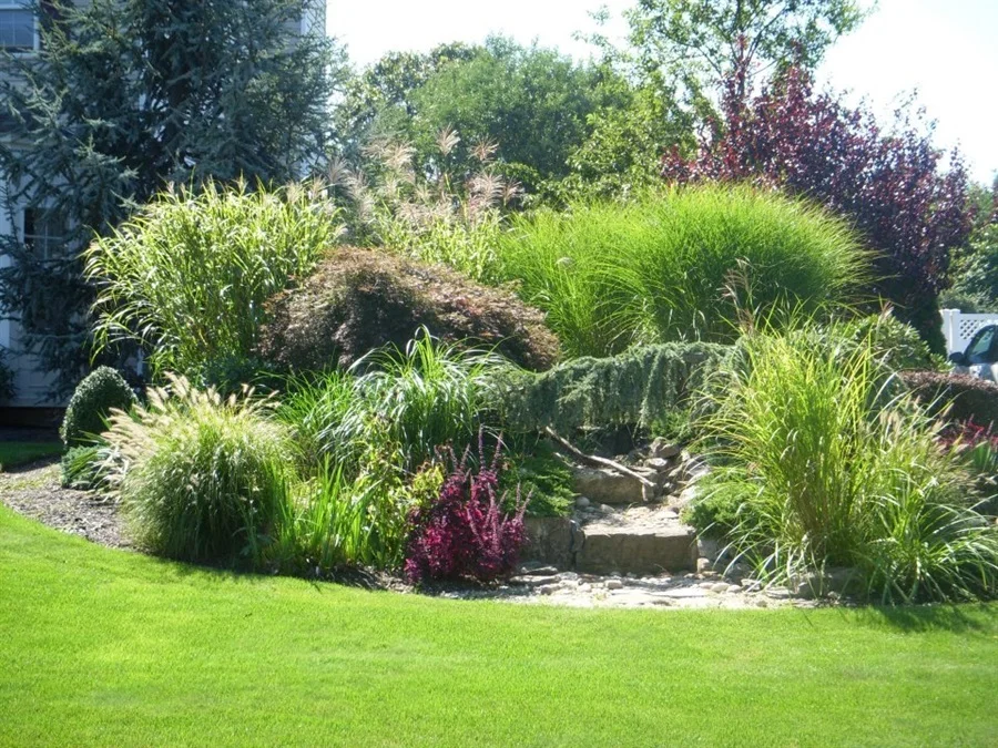 Garden with tall grasses, bushes, and rocks