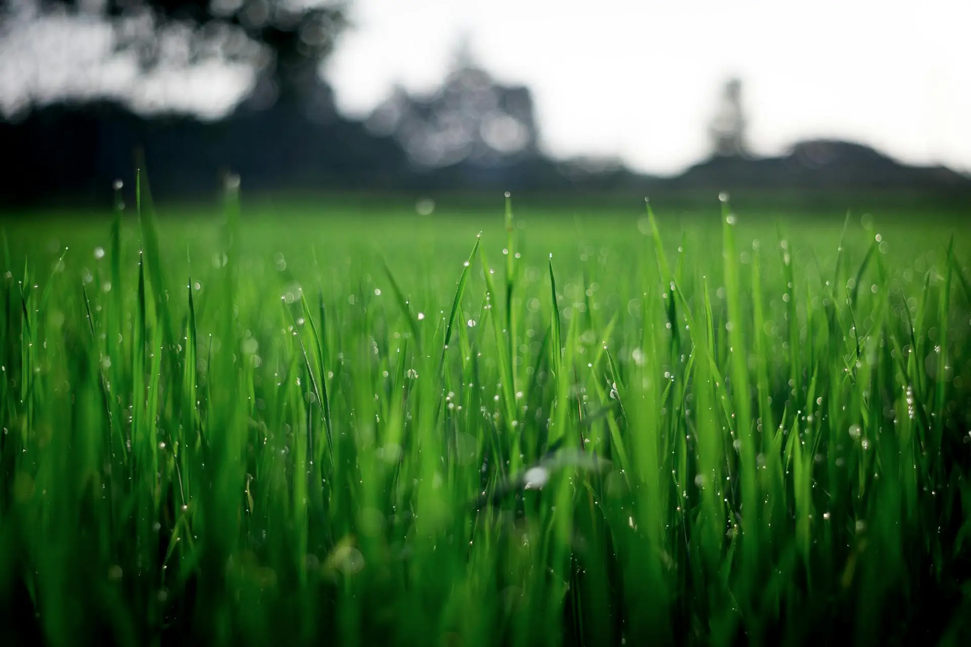 close-up of grass with home in background