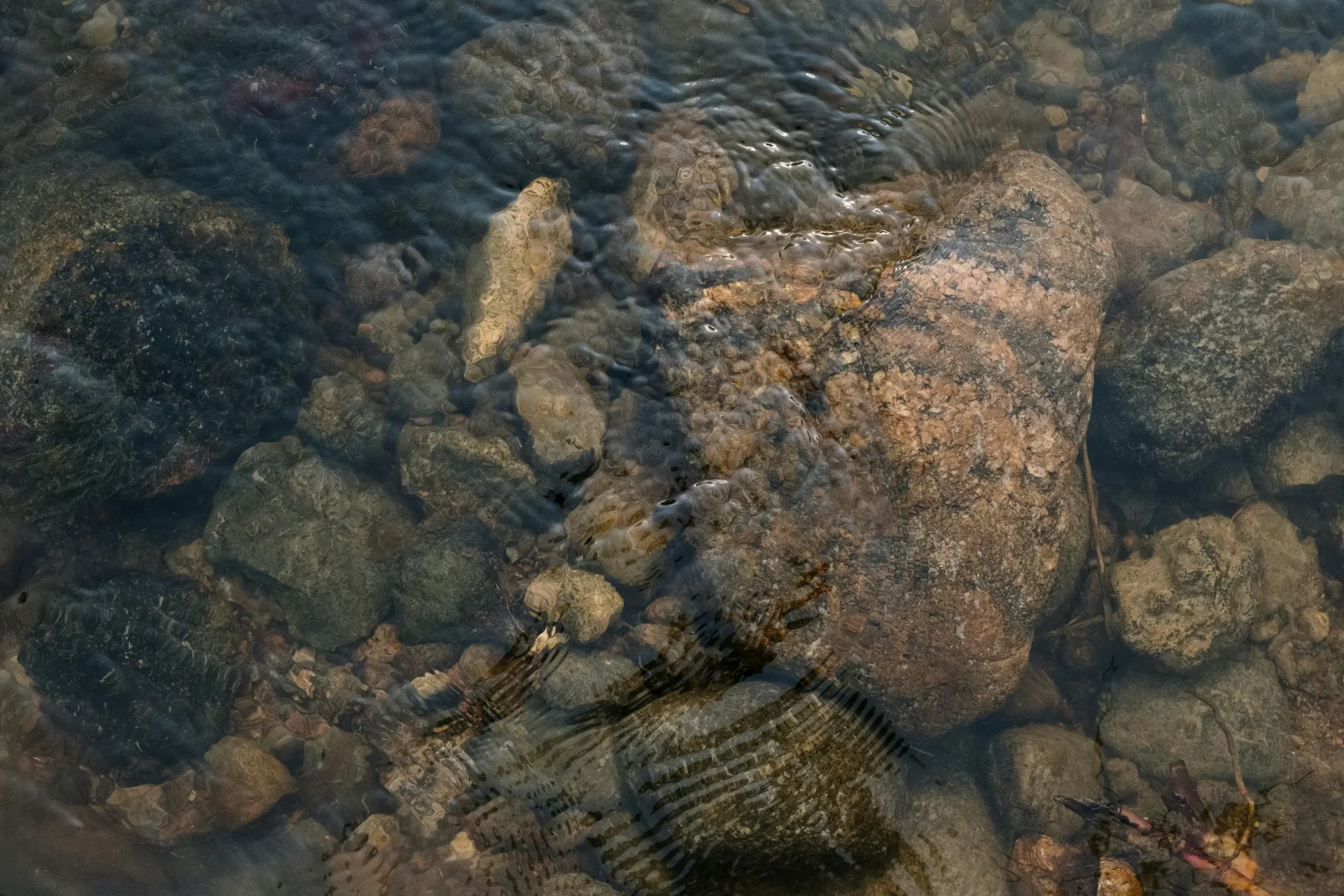 up close aerial view of the rocky bottom of a small pond